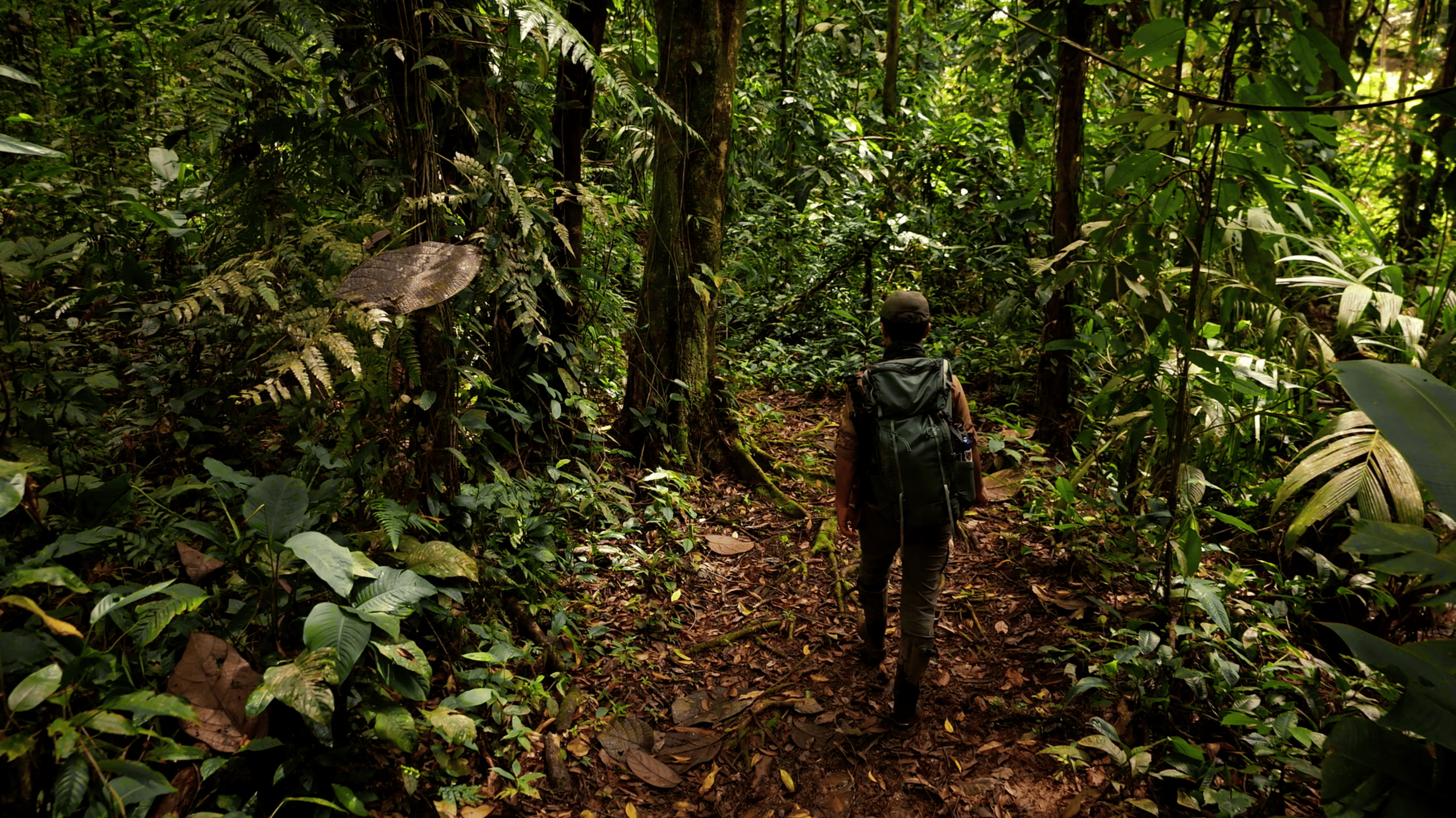 Bosque tropical denso de Sarapiquí con vegetación de heliconias y dosel cerrado