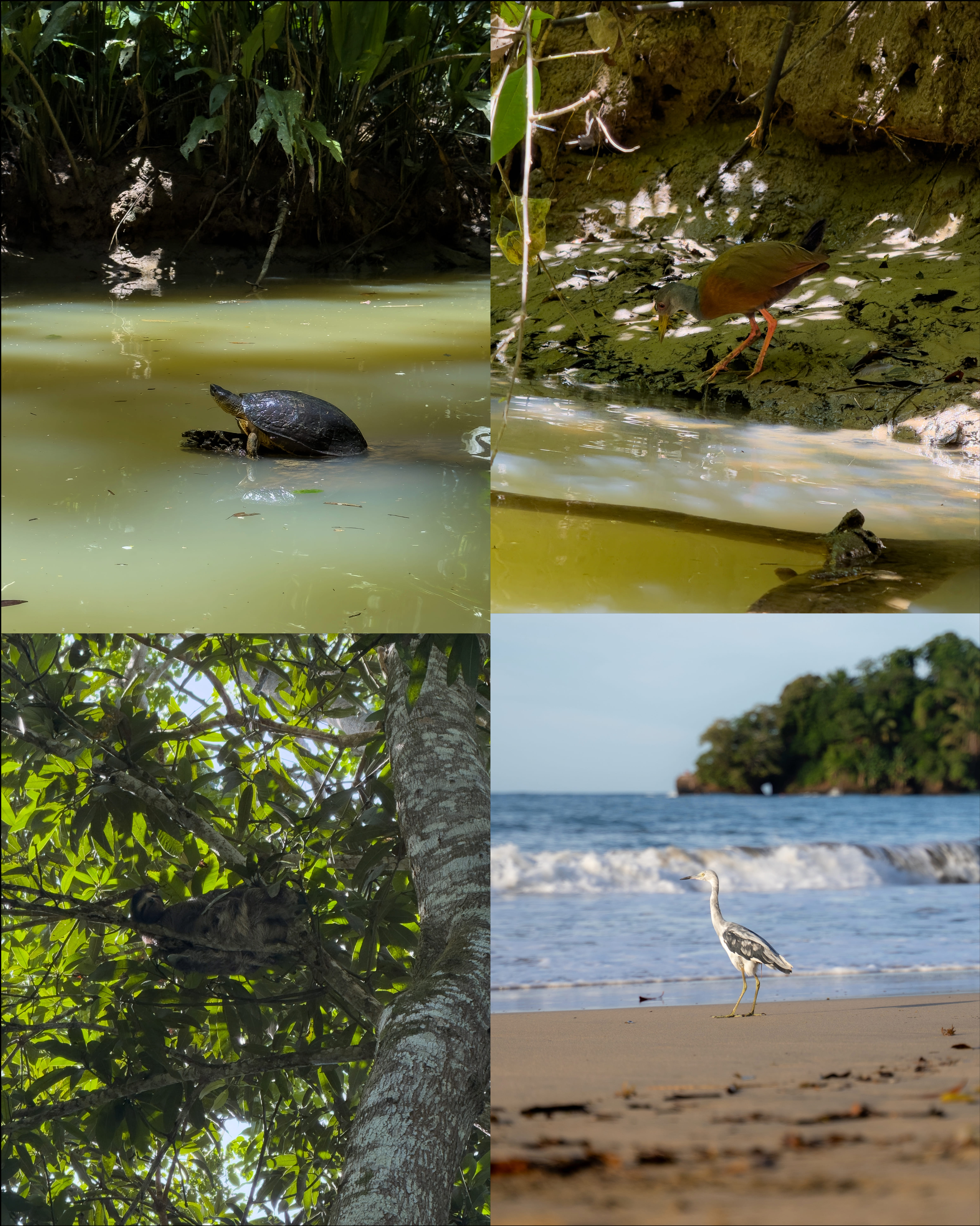 Mosaico de cuatro especies vistas en Punta Uva, un pone-pone, una tortuga, una garza y un perezoso