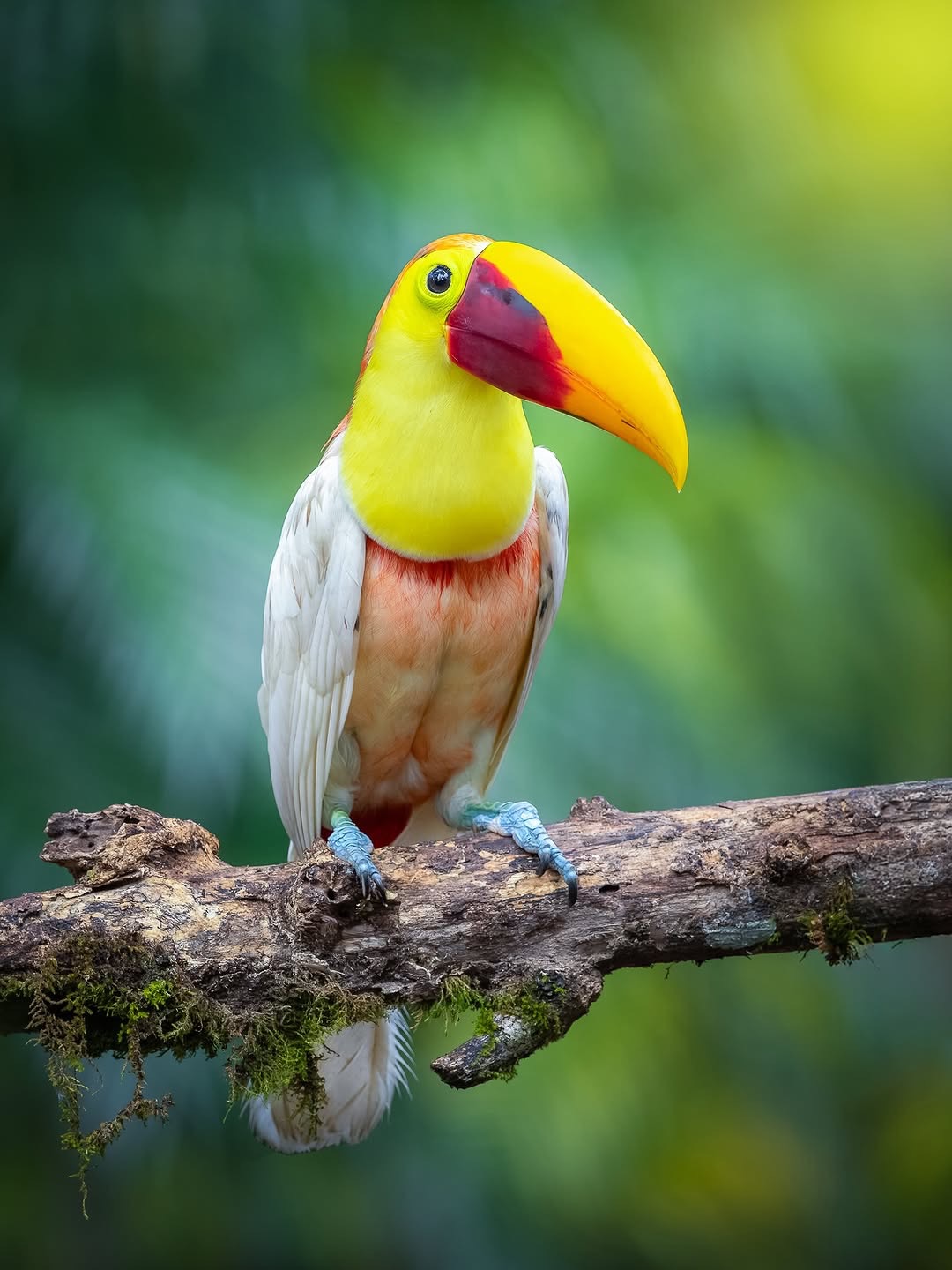 Tucán pico castaño de plumaje blanco por leucismo, con pico y cabeza de color normal