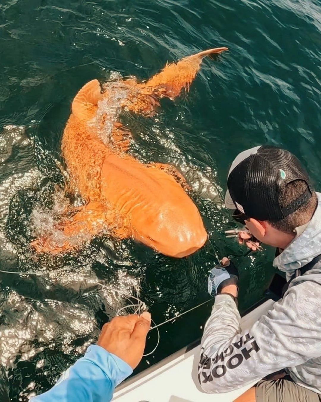 Tiburón nodriza de piel naranja y ojos blancos